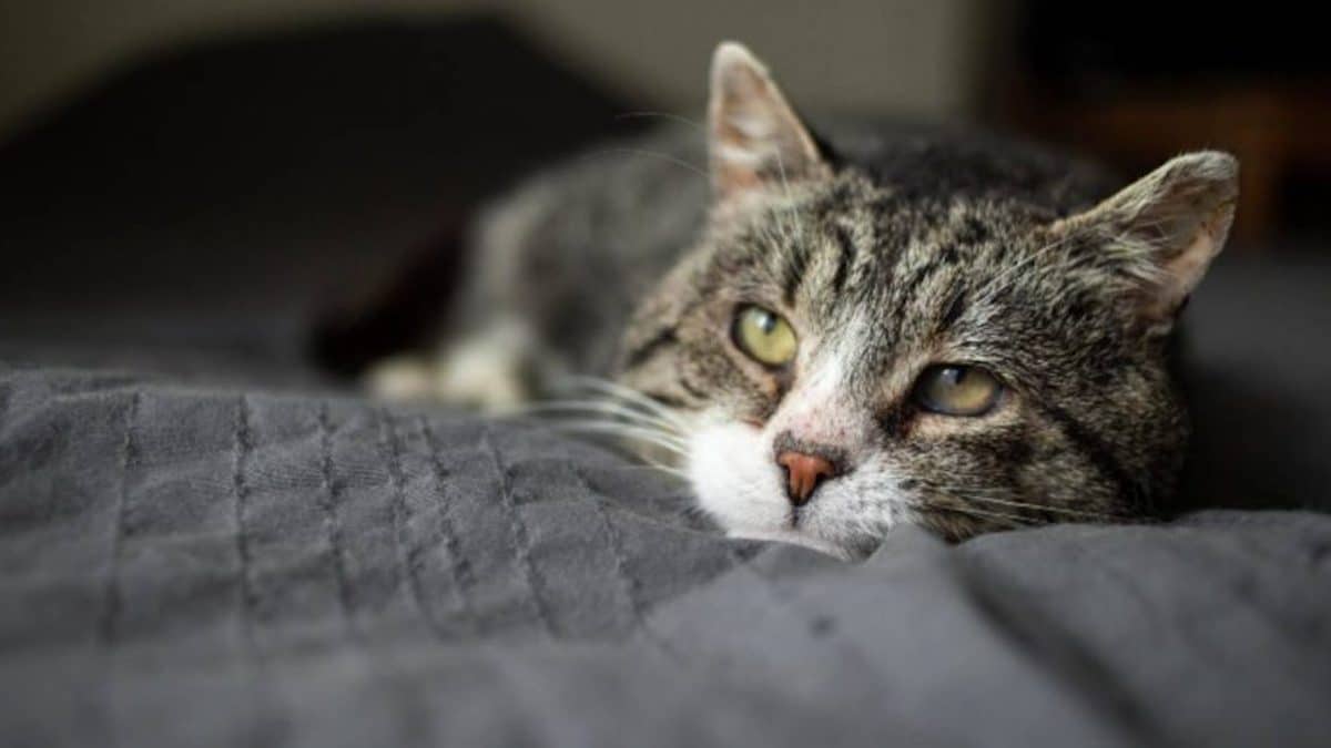 5 Maladies rares chez le chat : ce qu'elles sont et comment reconnaître leurs symptômes