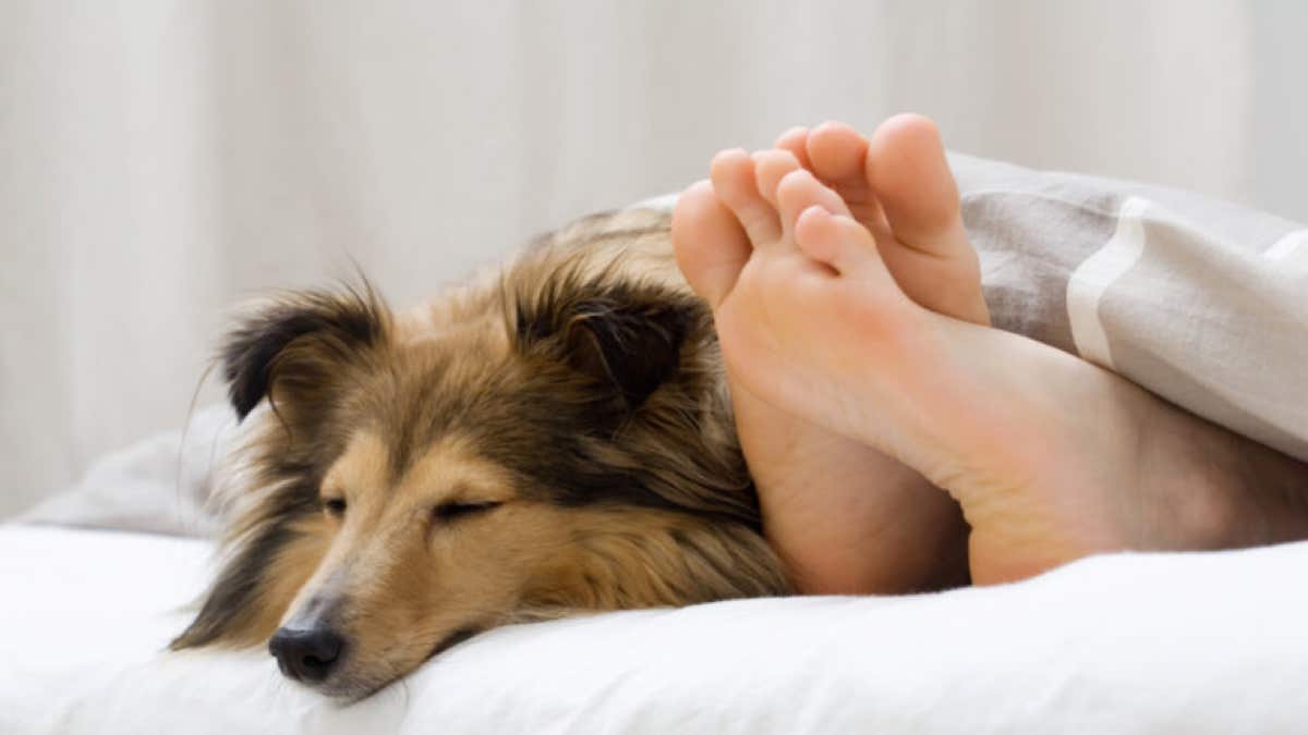 5 raisons pour lesquelles votre chien dort à côté de vous