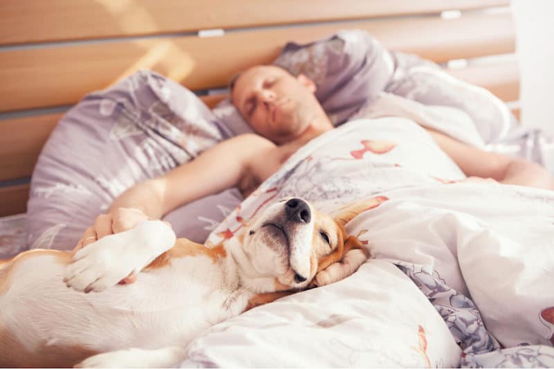 5 raisons pour lesquelles votre chien dort à côté de vous