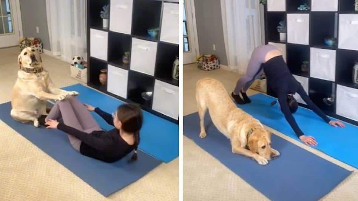 Animal de compagnie ou professeur ? Magnus, l'adorable chien qui triomphe sur TikTok en faisant des poses de yoga.