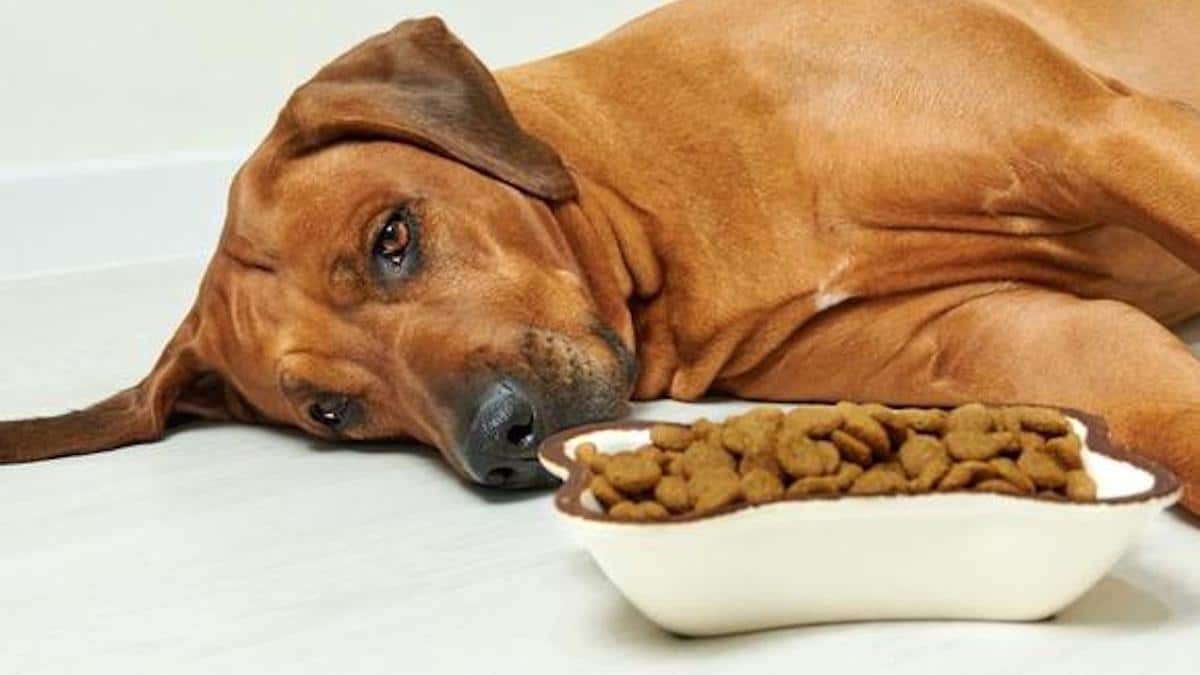 Animaux de compagnie : Pourquoi mon chien ne mange-t-il pas lorsqu'il est seul ?