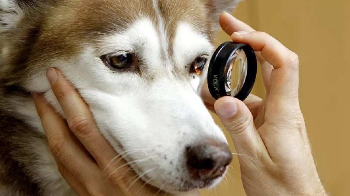 Causes les plus fréquentes de cataractes chez le chien