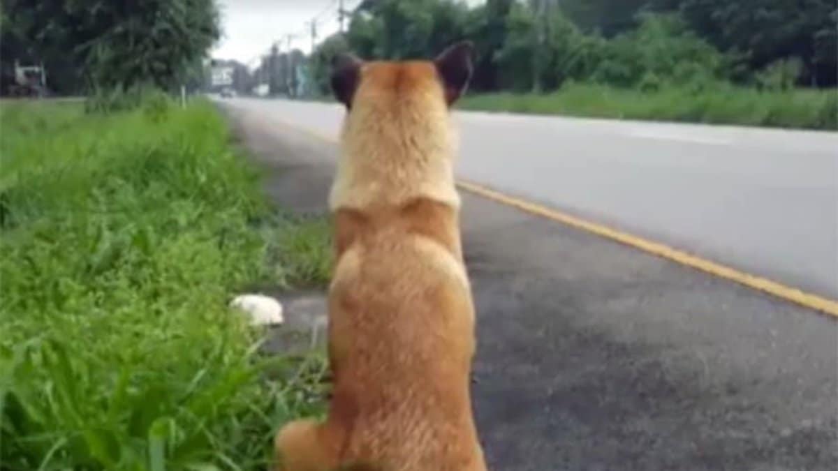 Ce chien est après avoir attendu pendant 2 ans le retour de ses maîtres qui l'ont abandonné.
