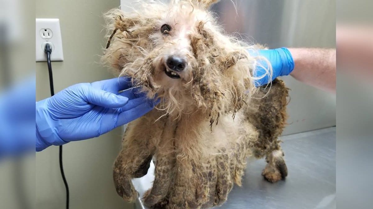 Ce chien secouru était ravi lorsqu'il a réalisé qu'on allait lui enlever tous ses poils.