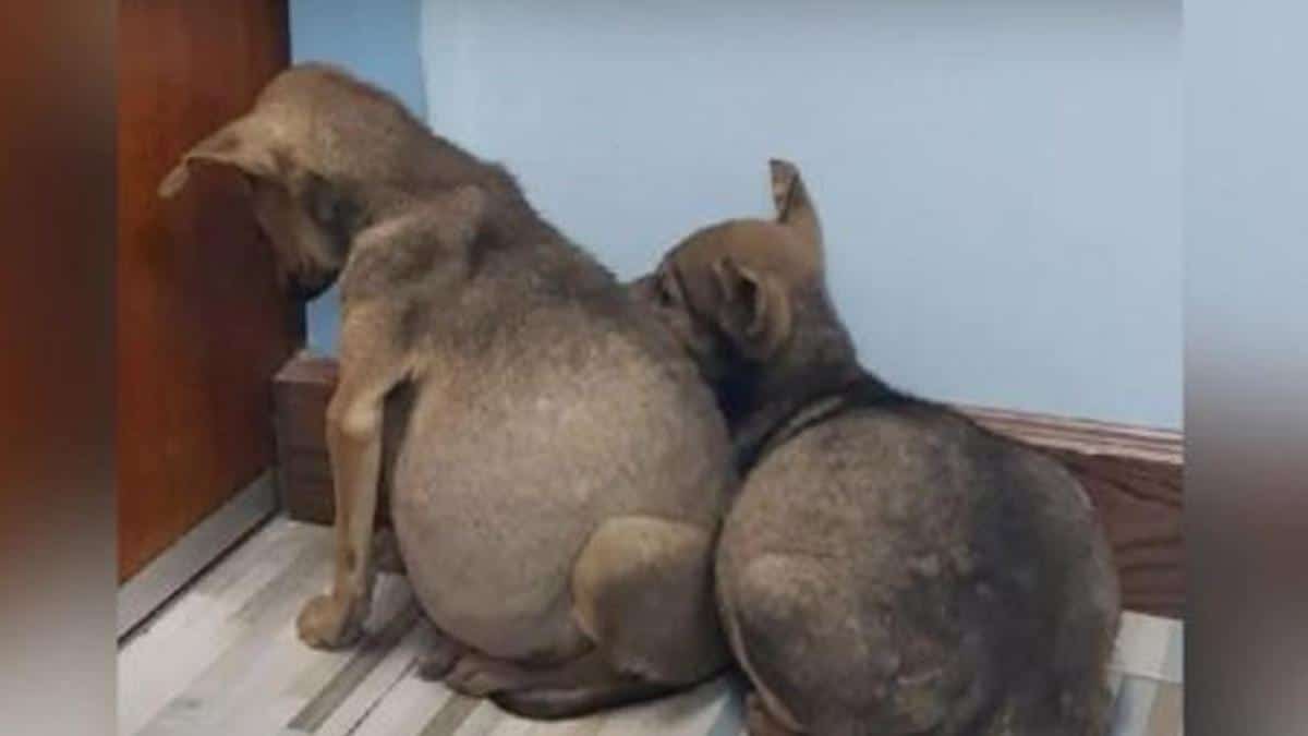 Ces Chiots Malades Au Ventre Gonfle Se Sont Retrouves A S Occuper Les Uns Des Autres