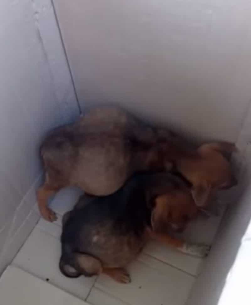 Ces Chiots Malades Au Ventre Gonfle Se Sont Retrouves A S Occuper Les Uns Des Autres