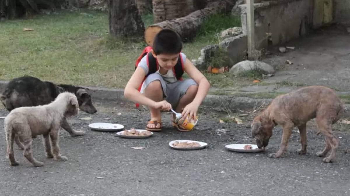 Cet enfant de 9 ans utilise son argent de poche pour nourrir des chiens errants, puis collecte des fonds pour ouvrir un refuge pour animaux.