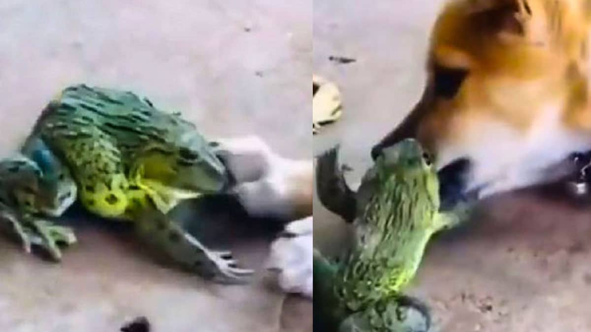 Cette vidéo virale d'un crapaud jouant avec un chien est sublime, regardez-la ici