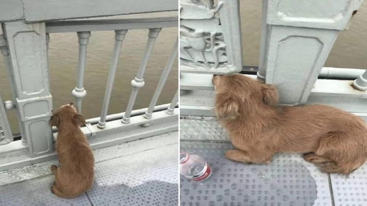 Un chien retourne chaque jour sur le même pont où il a vu son maître sauter. (Vidéo)