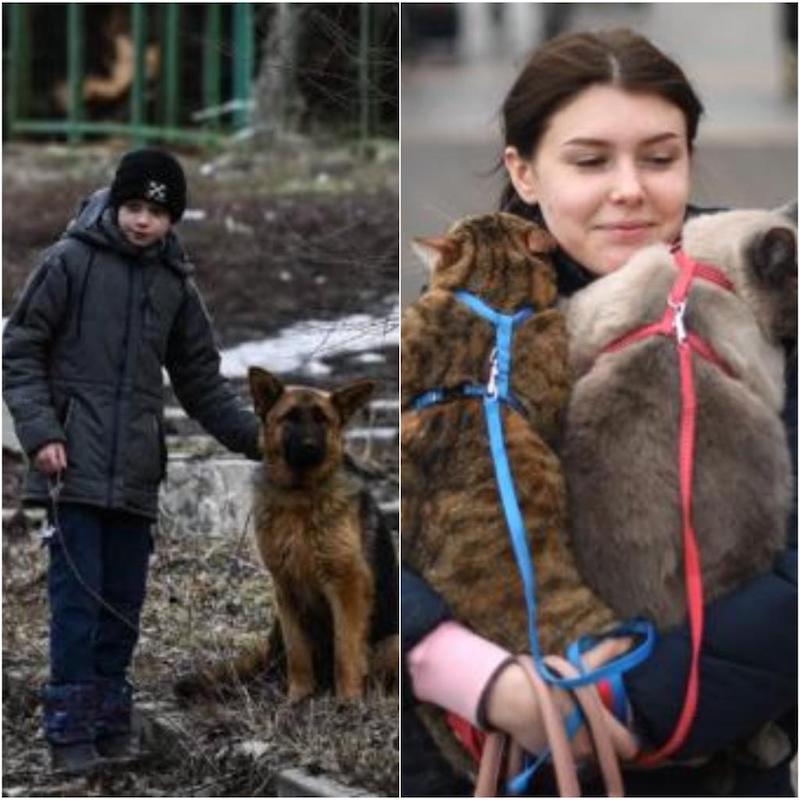 Chiens et chats, protagonistes des images douloureuses de la guerre entre la Russie et l'Ukraine