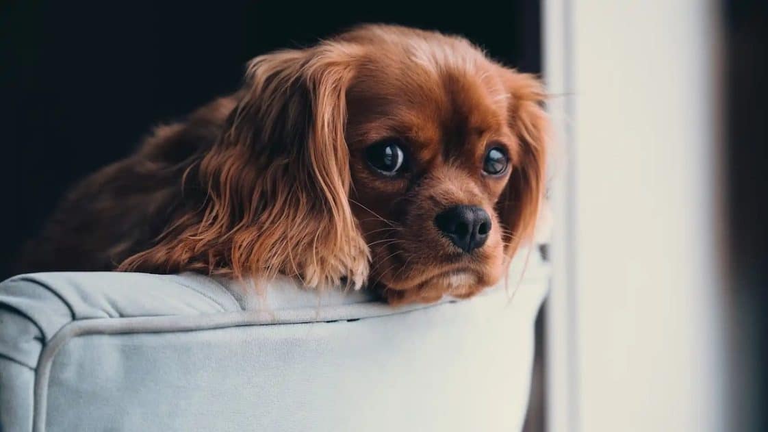 Voici comment faire pour laisser votre chien seul à la maison, les conseils d