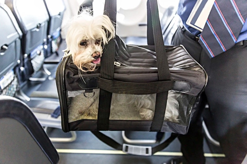 Comment voyager en avion avec un animal : prix, exigences et races non autorisées
