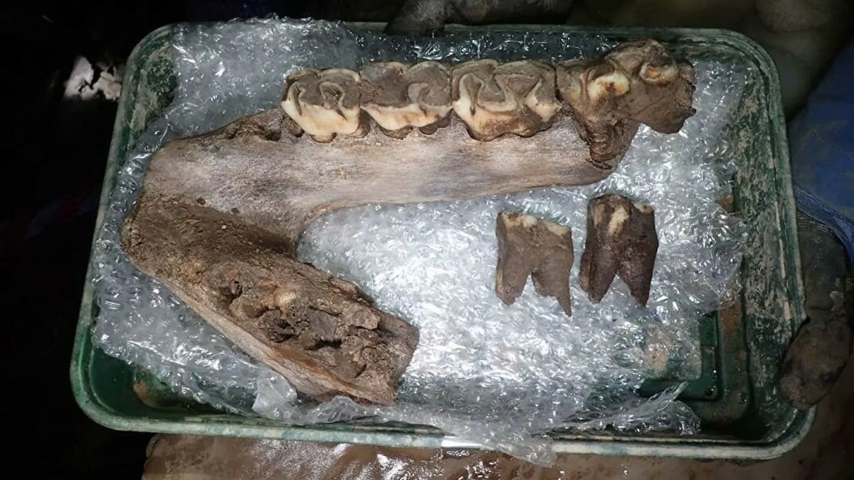 Découverte des restes d'animaux préhistoriques vieux de 60 000 ans
