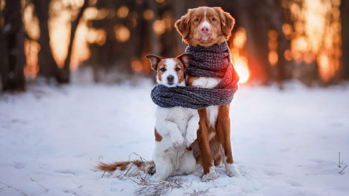 Découvrez comment protéger les chats et chiens du froid en hiver, les conseils des experts