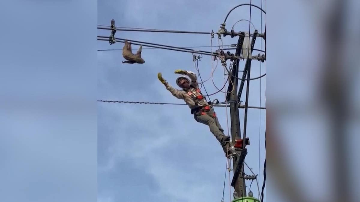 Découvrez comment un paresseux suspendu à des lignes électriques en Colombie a été sauvé.