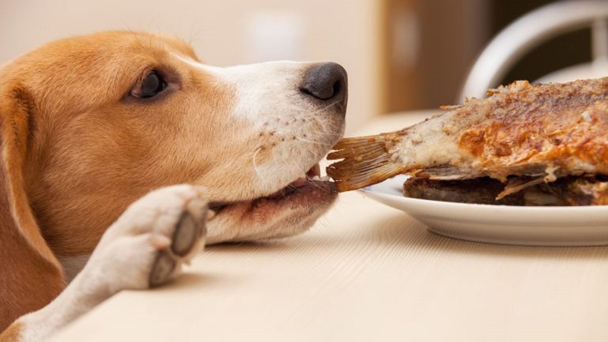 Découvrez les aliments humains que les chiens ne doivent JAMAIS manger