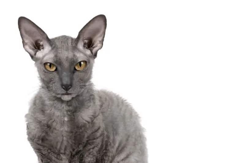 Découvrez les races de chats les plus étranges du monde