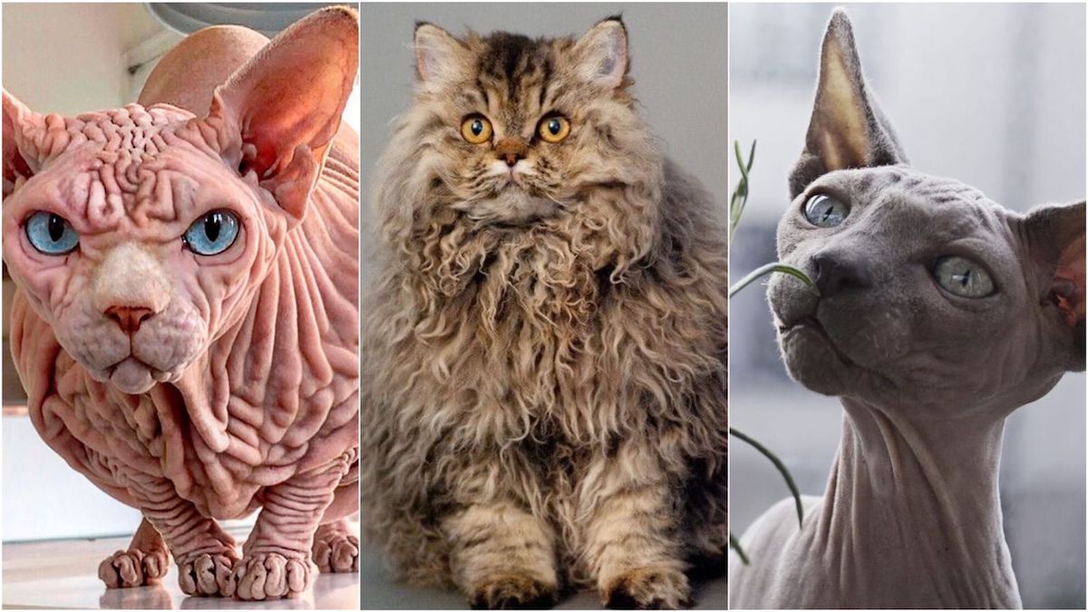 Découvrez les races de chats les plus étranges du monde