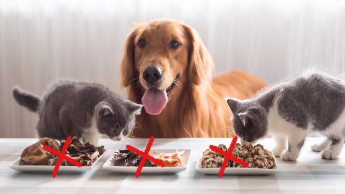 Découvrez tous les aliments INTERDITS pour les chiens et les chats