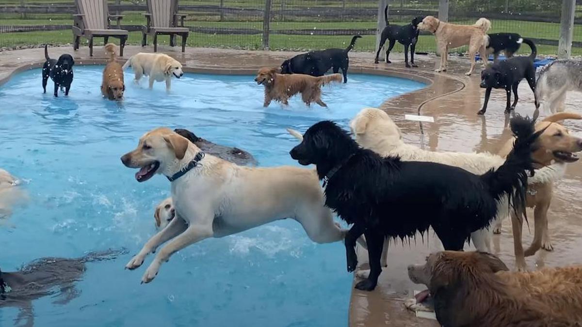 Des chiens s'amusent dans une piscine en forme d'os dans une garderie pour chiens
