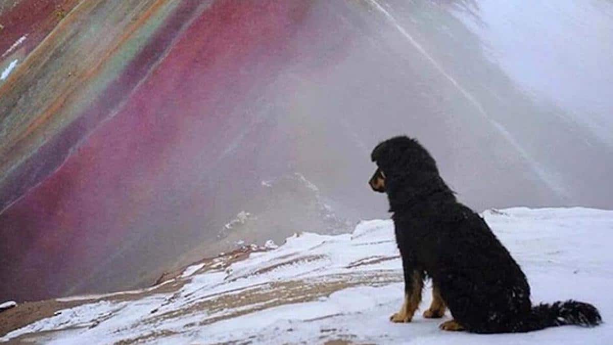 Doc, le chien qui gagne sa vie en tant que guide sur la montagne aux 7 couleurs au Pérou