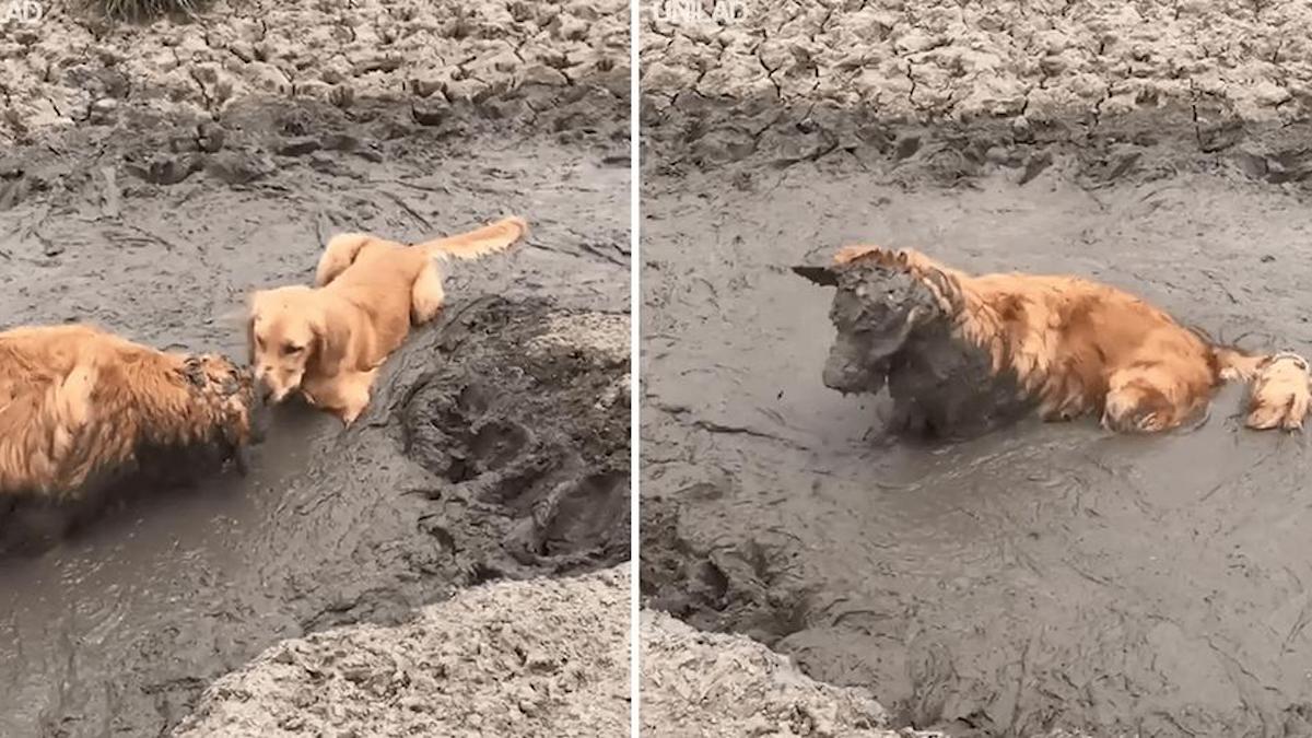 Il a laissé son chien explorer l'endroit et a trouvé un chien hirsute fait de boue.