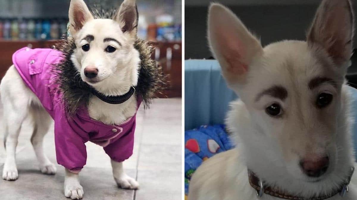 Ils ont essayé de laver les sourcils de ce chien secouru et ont découvert qu'ils n'étaient pas peints.