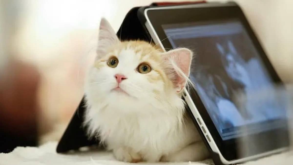 Journée internationale des chats : les 5 vidéos que tout le monde devrait regarder