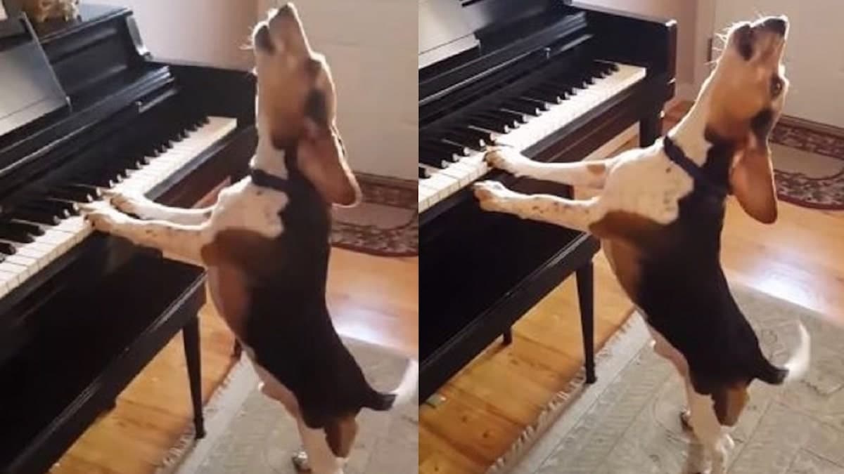 La vidéo virale d'un chien qui chante une chanson tout en jouant du piano va vous faire sourire.
