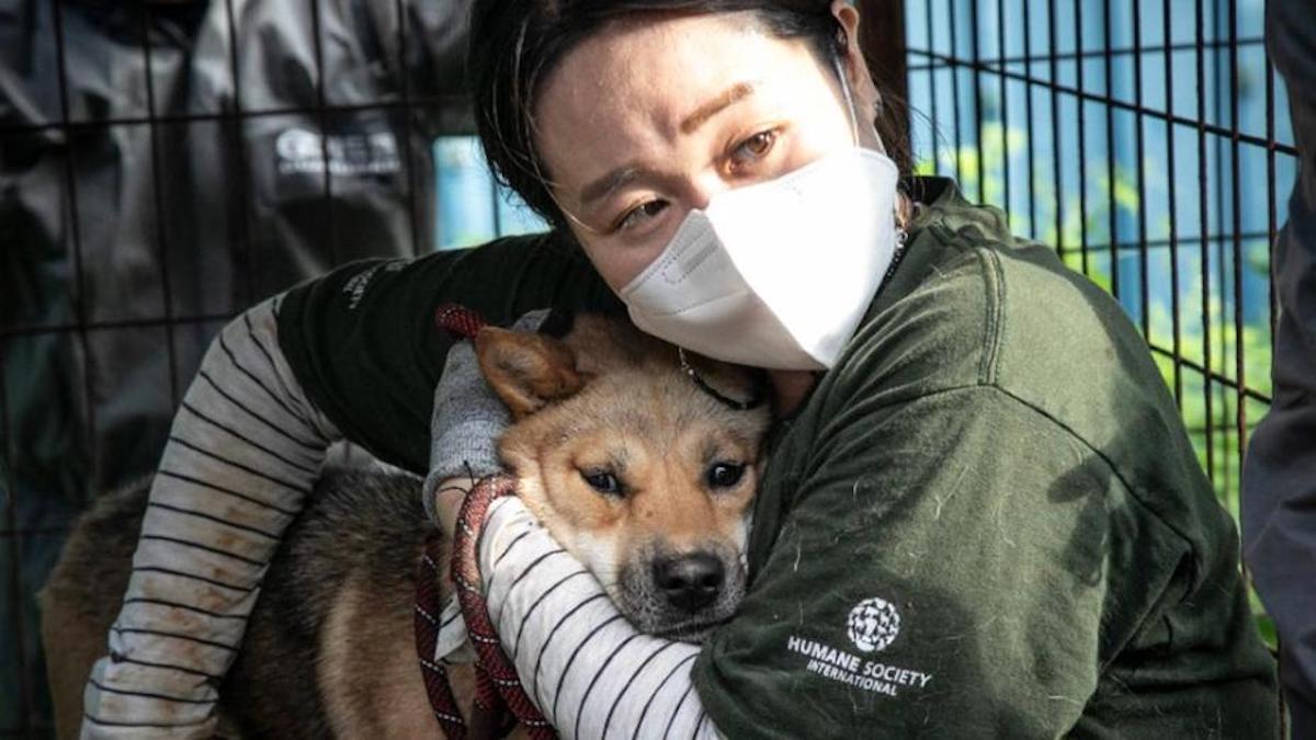 Le Canada va accueillir 100 chiens sauvés d'élevages sud-coréens