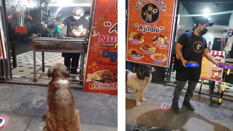 chien Le propriétaire d'un restaurant donne de la nourriture gratuite à chaque chien errant qui lui rend visite