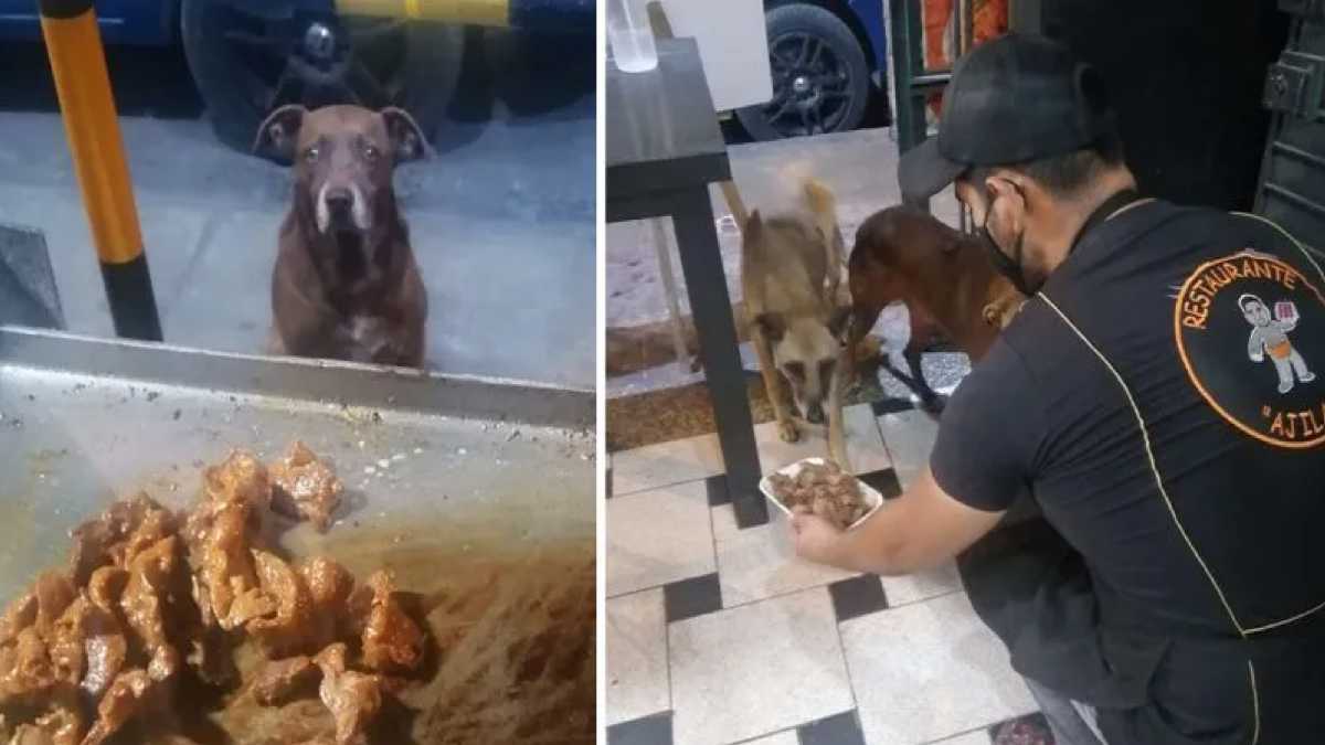 Le propriétaire d'un restaurant donne de la nourriture gratuite à chaque chien errant qui lui rend visite