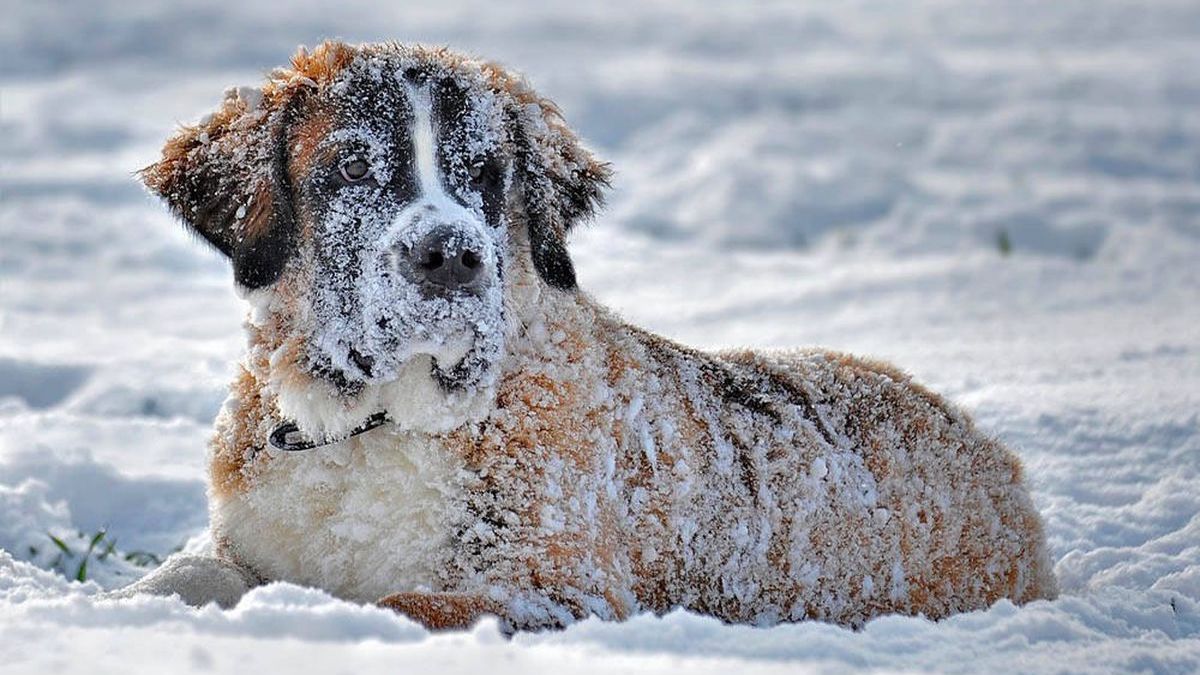 Le sauvetage réconfortant d'un chien perdu pendant quatre mois dans la neige.