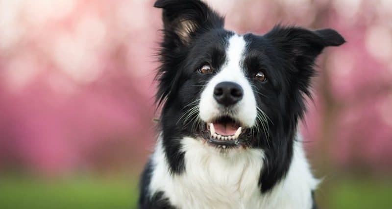 Les 5 races de chiens les plus loyales et fidèles de tous