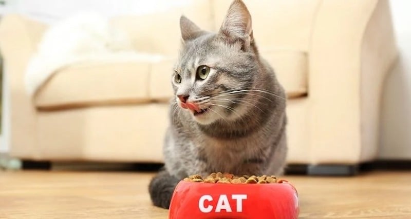Les erreurs les plus courantes dans l'alimentation des chats