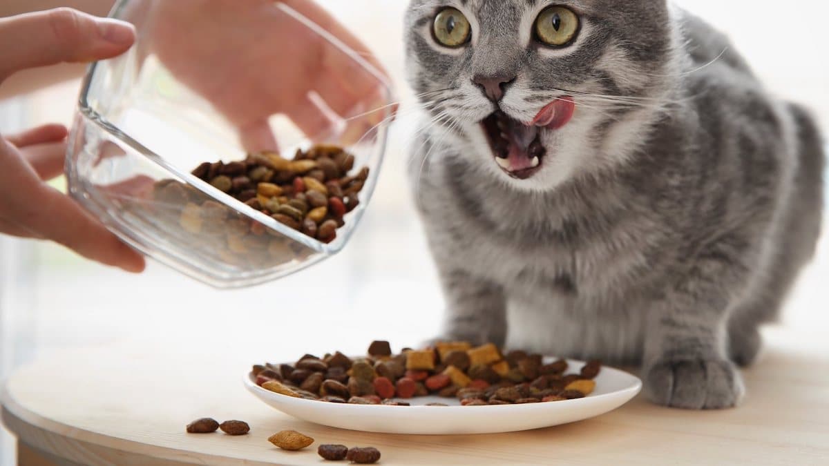 Les erreurs les plus courantes dans l'alimentation des chats