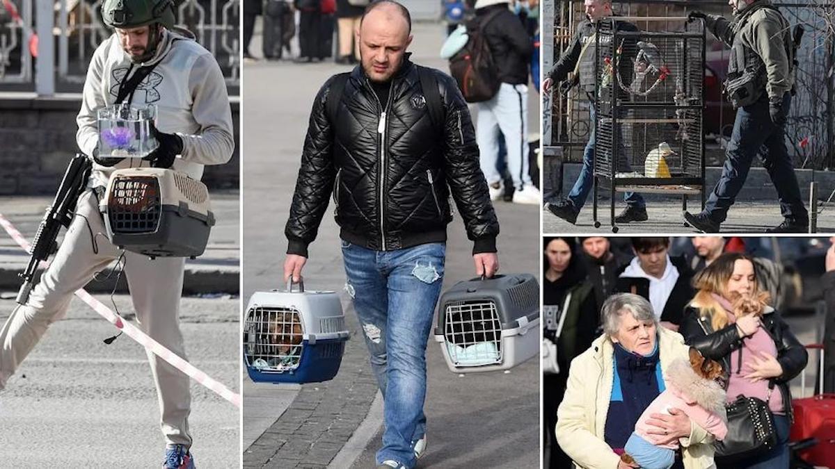 Les pays voisins autorisent les évacués ukrainiens à faire venir leurs animaux sans papiers vétérinaires.