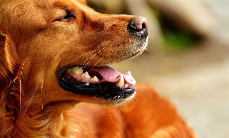 Les races de chiens les plus élégantes : quelles sont-elles et quelles sont leurs aptitudes ?