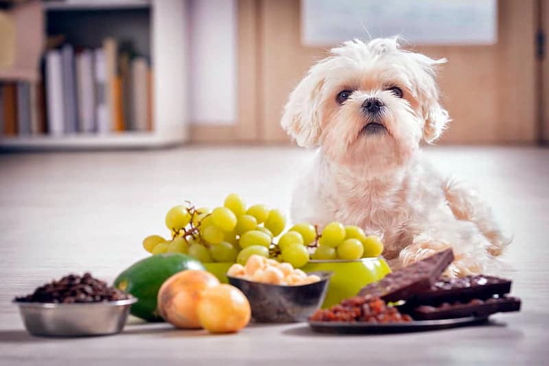 7 aliments complètements interdits aux chiens, ils sont très dangereux pour sa santé