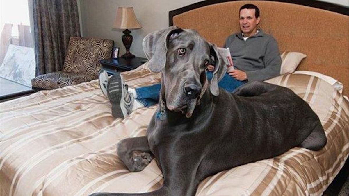 L'histoire d'un des plus grands chiens du monde : Giant George