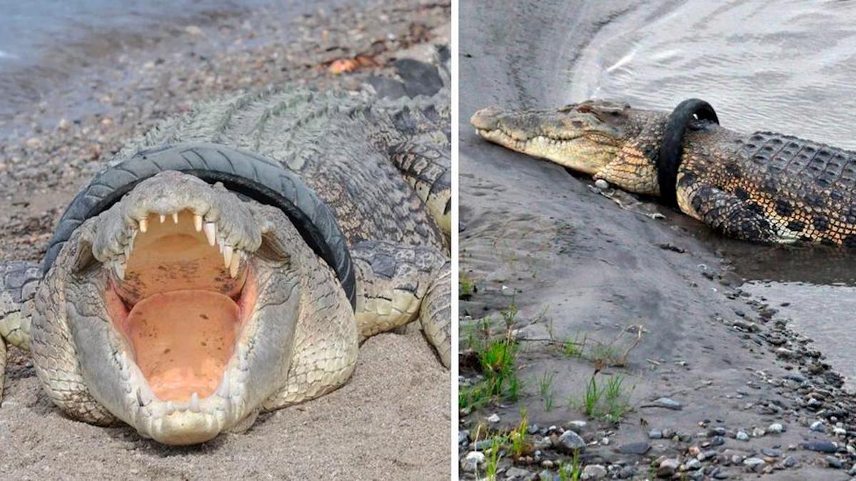 Libération d'un crocodile qui a passé cinq ans avec une roue coincée autour du cou 