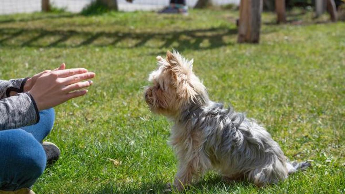 Ne bougez pas, le commandement qui peut sauver la vie de votre chien : pourquoi il est important et comment l'enseigner