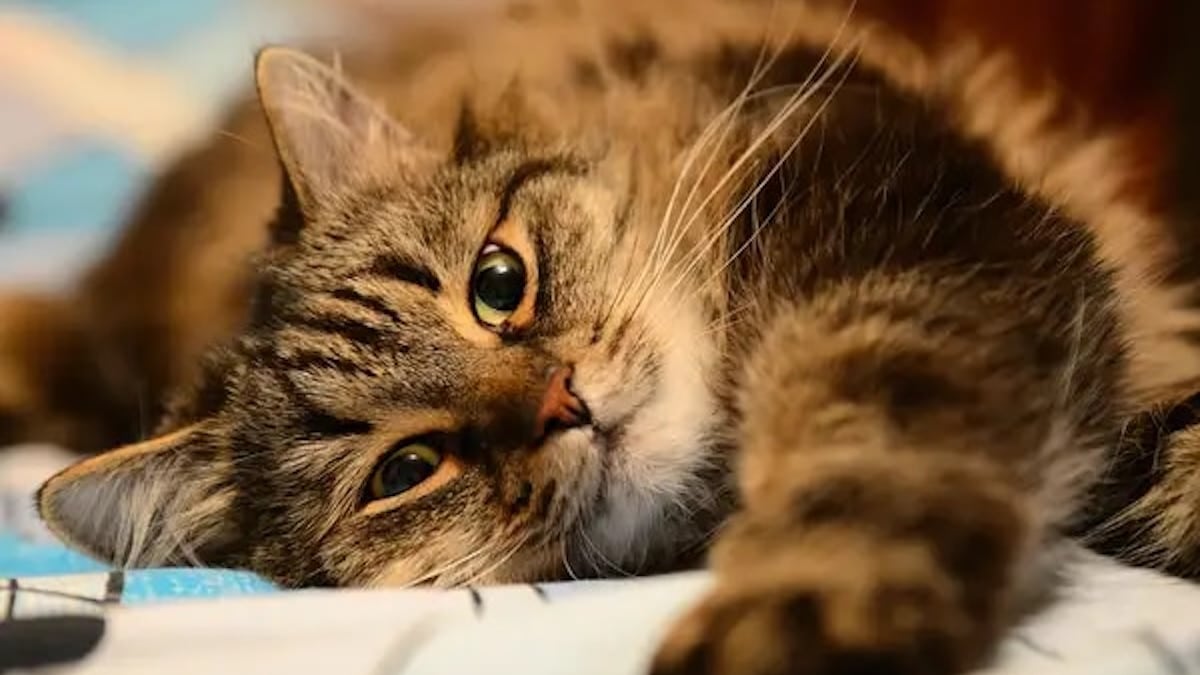 Pourquoi les chats aiment-ils dormir sur leur maître ?