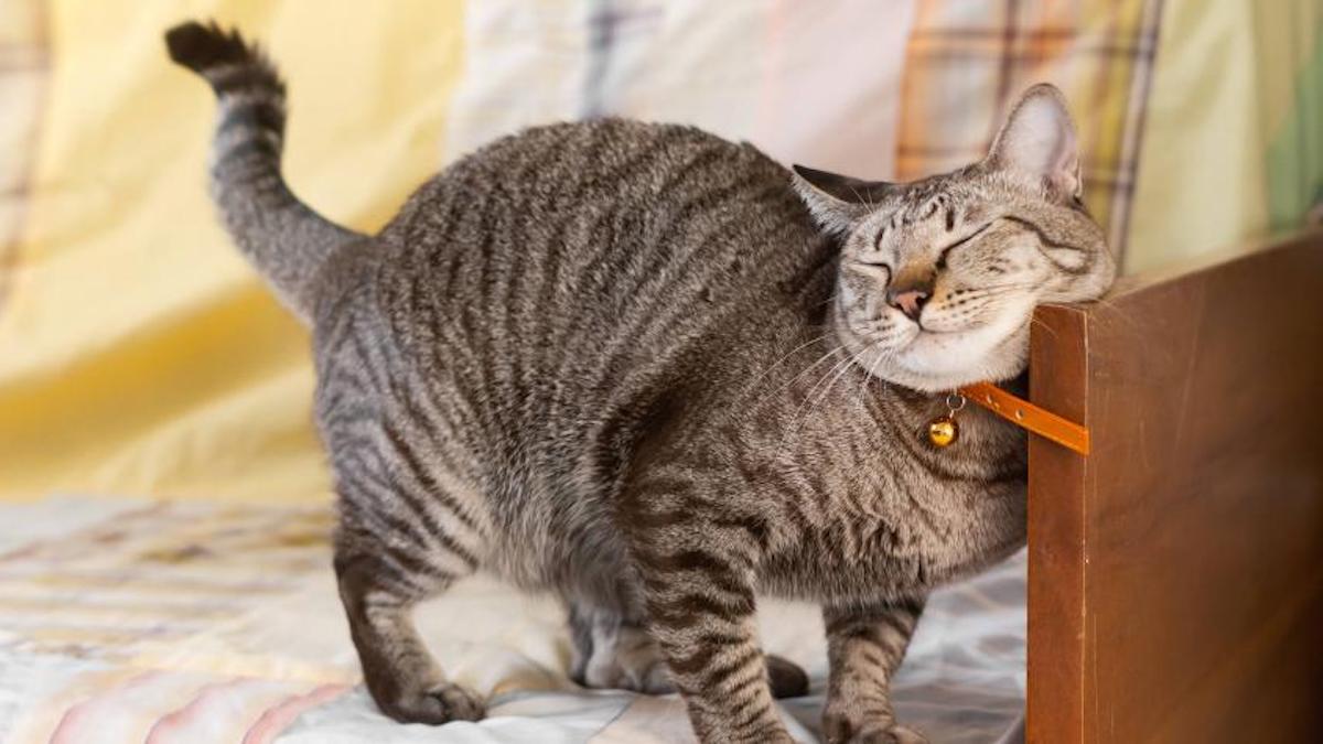 Pourquoi les chats se pétrissent-ils et que veulent-ils dire par là ?