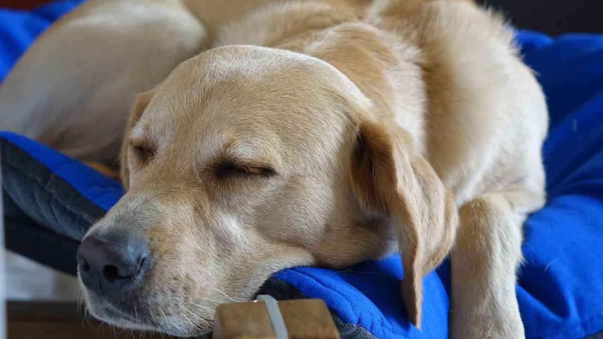 Pourquoi les chiens grattent-ils le lit avant de s'endormir ?