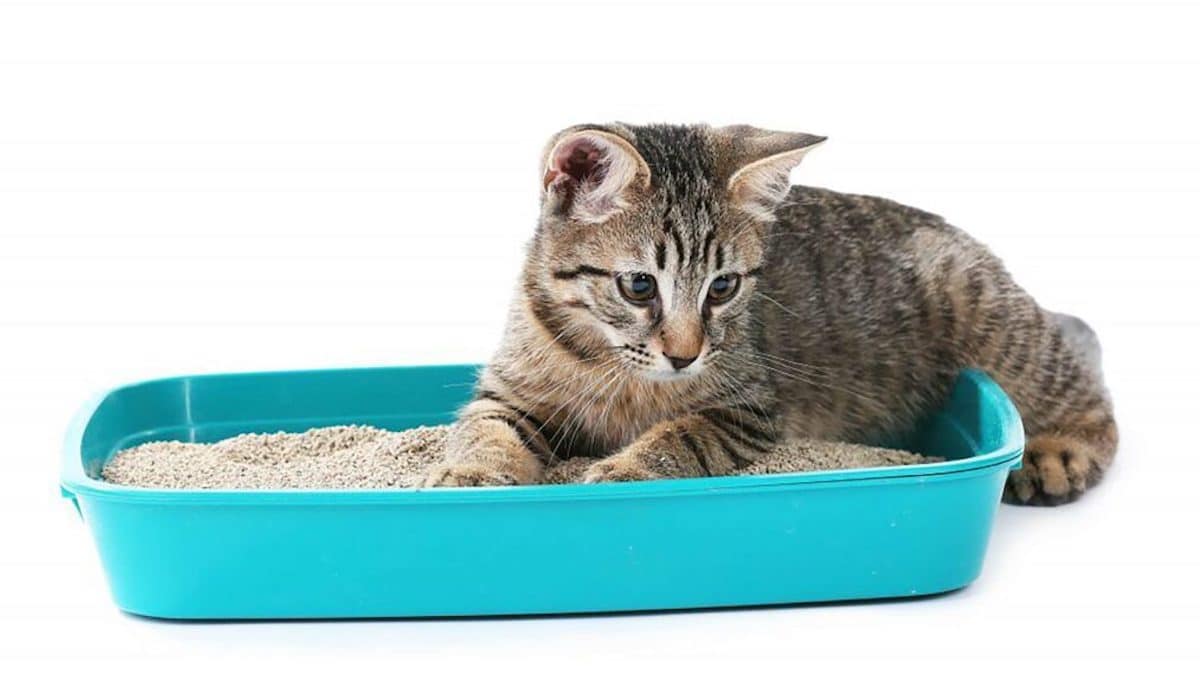 Que signifie le fait qu'un chat cesse d'utiliser le bac à litière pour faire ses besoins ? Ce n'est pas un caprice
