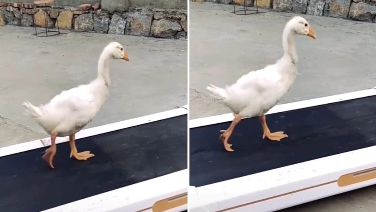 Regardez la vidéo virale d'un canard qui court sur un tapis de course, c'est trop mignon, voir vidéo
