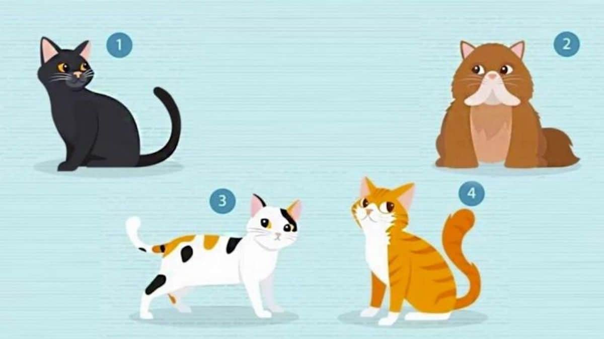 TEST VISUEL : choisissez un chat et nous vous en dirons plus sur votre personnalité en