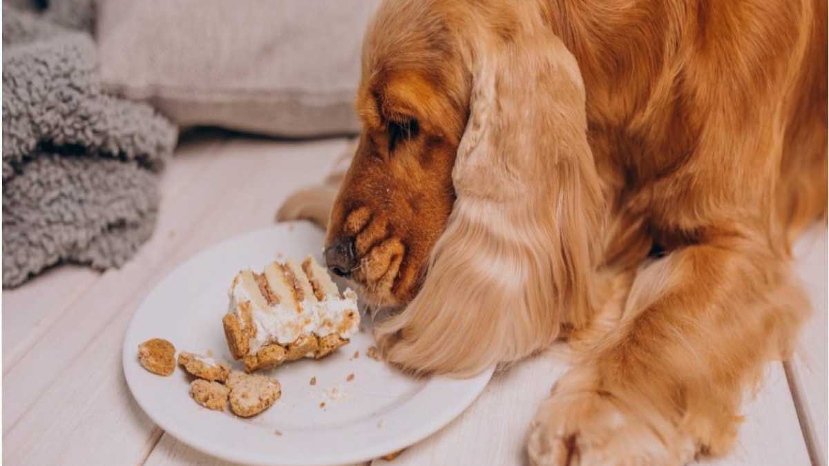 Top 5 aliments pour chiens les plus recommandés par les vétérinaires