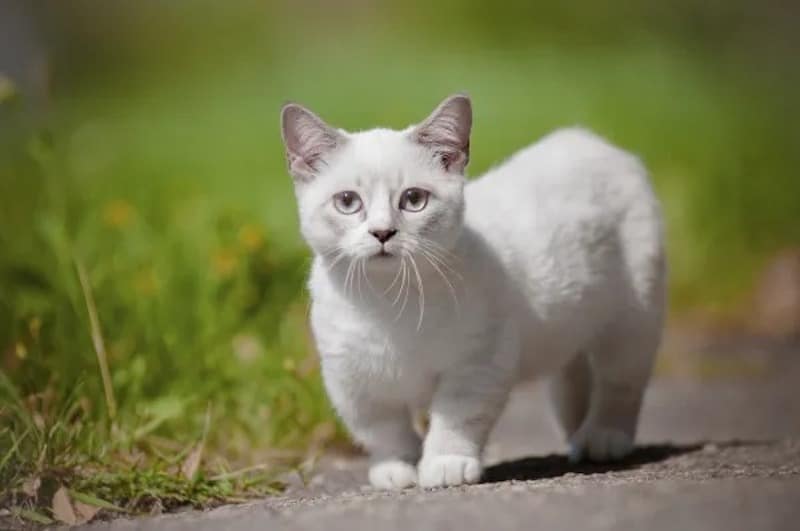 Top 5 des plus petites races sublimes de chats au monde
